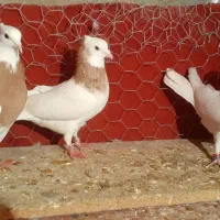 طوقی پرتغالی و هفت رنگ