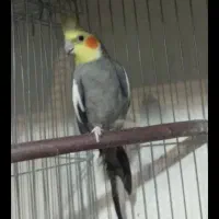 عروس هلندی معاوضه