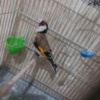 سهره اربده کش