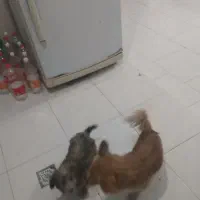 مادر و چهار توله سگ بفروش میرسد