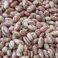 لوبیا چیتی ۳۳۰