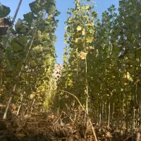 نهالستان صنوبر|خدمات باغبانی و درختکاری|شوط, |دیوار