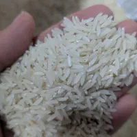 برنج طارم هاشمی برداشت مرداد ۱۴۰۵ - محمودآباد