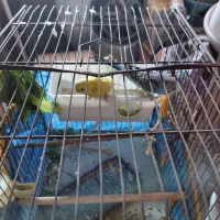 مرغ عشق|پرنده|تهران, قصر فیروزه ۱|دیوار