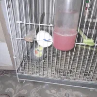 عروس هلندی|پرنده|مشهد, شهرک مهرگان|دیوار