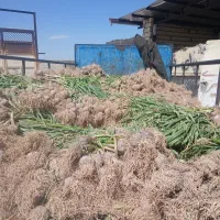 سیر تازه شهداد