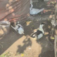 اردک و مرغ|حیوانات مزرعه|تهران, والفجر (افسریه)|دیوار