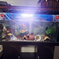 ماهی|ماهی|رباط‌کریم, رباط‌کریم|دیوار