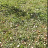 زمین مسکونی