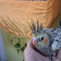 فروش عروس هلندی|پرنده|بندر انزلی, آخرخط|دیوار