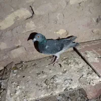 ۷ جوانه پرشی|پرنده|بیرجند, |دیوار