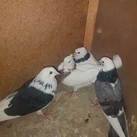 کفتر کفتر بازی|پرنده|نورآباد, |دیوار