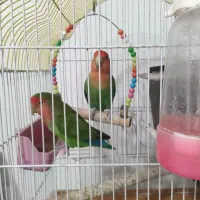 یه جفت طوطی برزیلی کوتله با مرغ عشق