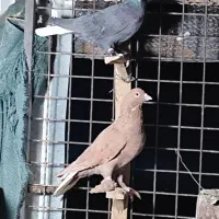 نروماده سور شمعک رنگی