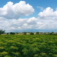 منزل نیمه کاره|فروش خانه و ویلا|چغادک, |دیوار