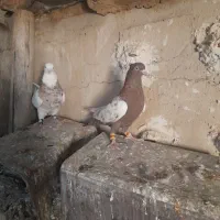 کفترطوق شازده نروماده بیضا|پرنده|زرقان, |دیوار