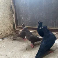 ۲ جفت زاغ آبادان و قهوه ای آبادانی|پرنده|کرج, عظیمیه|دیوار