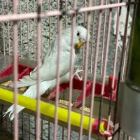 جفت مرغ عشق بالغ|پرنده|داراب, |دیوار