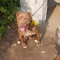 واگذاری پیتبول بولی ۲ساله ماده توله دهی خوبی داره|سگ|املش, |دیوار