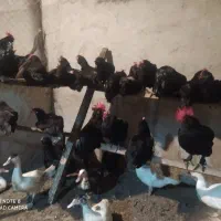 مرغ و خروس مرندی اصل|حیوانات مزرعه|ساری, |دیوار