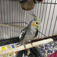 عروس هلندی|پرنده|قم, لسانی|دیوار