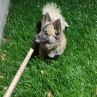 سگ خارجی|سگ|اقلید, |دیوار