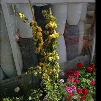 باغبانی هرسکاری سمپاش تعویض خاک گلدان باغچه کوددهی|خدمات باغبانی و درختکاری|تهران, نیروی هوایی (پیروزی)|دیوار