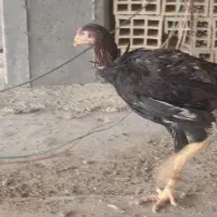 خروس و مرغ لاری|پرنده|دره شهر, |دیوار