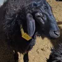 فروش بره افشار