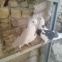 کبوتر پرشی تیکه‌پاره، ماده