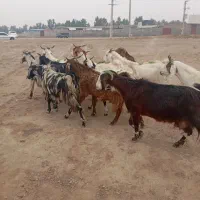 12راس بز شیرکرد|حیوانات مزرعه|گنبد کاووس, |دیوار