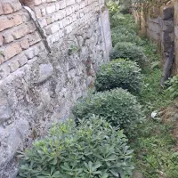 فروش پیتسپروم جعبه ۴۰ .یاس سطل ۱۰ و ۳/۵.پالم