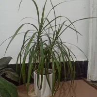 فروش گل