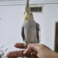 عروس هلندی نر