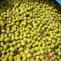 فروش زیتون کنسروی درجه یک طارم