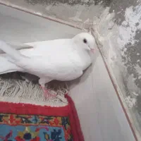 پول لازم|پرنده|مهر, |دیوار