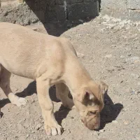 واگذاری توله ماده|سگ|تبریز, |دیوار