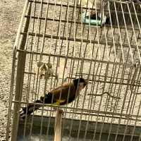 سهرە نر|پرنده|سردشت, |دیوار