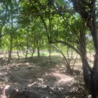 فروش زمین مسکونی ۲۵۰ متر کوشک زر