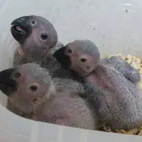 جوجه کشی خودم هستن سالم به شرط