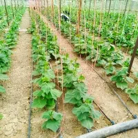 گلخانه چوبی با یا فلزی و تیر برقی