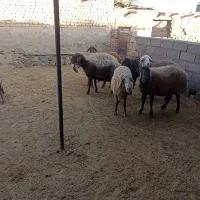 میش داشتی|حیوانات مزرعه|سبزوار, قصبه شرقی|دیوار