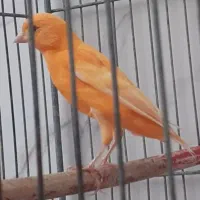 قناری پرتغالی نر جوان یک ساله صحیح وسالم