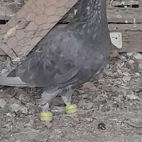 سار شکلاتی مقبول کفتر بم به ضمانت