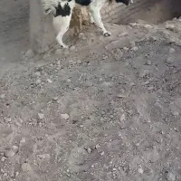 سگ اصیل قهدریجان جفت|سگ|اصفهان, احمدآباد|دیوار