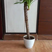 قلمه سینگونیوم وبرگ انجیری وگلدونها|گل و گیاه طبیعی|مشهد, چهارچشمه|دیوار