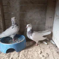 کبوتر طوقی هفت رنگ|پرنده|فردوس (خراسان), |دیوار