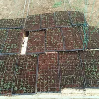 نشاء گوجه زیتونی