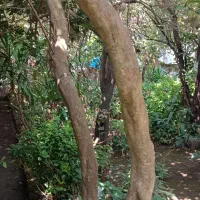 ۵۰۰متر باغ ویلای قدیمی/تک برگ سند/تاپ لوکیشن|فروش خانه و ویلا|لاهیجان, لاشیدان|دیوار
