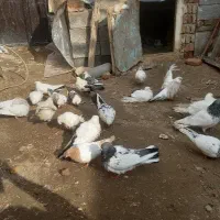 کفتر|پرنده|گوگان, |دیوار